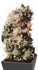 La Reina de Africa (Kaboom) fem (Kannabia Seeds)