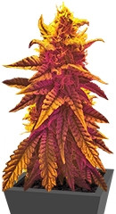 Mango Skunk regular (Nirvana Seeds)