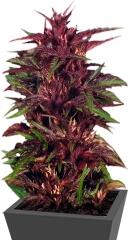 Twilight fem (Dutch Passion)