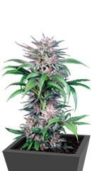 Quick Kush fem (Dinafem Seeds)
