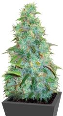 Auto Sweet Tooth fem (Bulk Seed Bank)