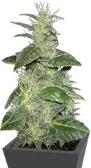 Dieseltonic fem (Resin Seeds)