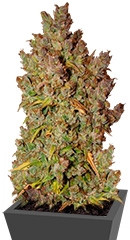 Grapefruit auto fem (FastBuds) семена конопли