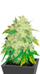 Il Diavolo Auto fem (Delicious Seeds)