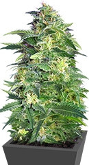 Killer Kush Auto fem (Sweet Seeds)