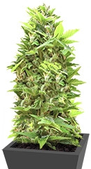 Shot Adrenaline Auto fem (Samsara Seeds)