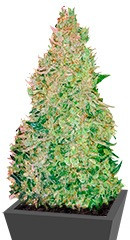 Smokin'Gun Auto fem (Dr. Krippling Seeds)