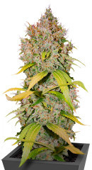 Super Lemon Haze x GMO fem (GHS)