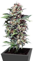 Auto Alpujarrena fem (Pyramid Seeds)