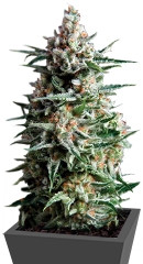 Auto Anesthesia fem (Pyramid Seeds) семена конопли