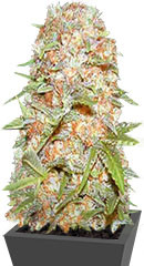 Auto Super Extra Skunk fem (Victory Seeds)