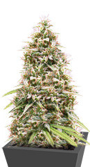 CBD Compassion fem (Dutch Passion)