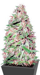 Dizzy Lights Auto fem (Dr. Krippling Seeds) семена конопли