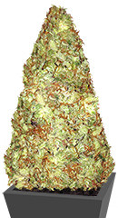 Old Afghani regular (Sumo Seeds)