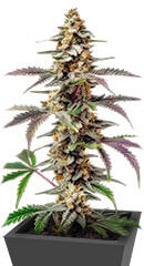 Purple Punch F1 fem (Seedkeepers)