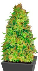 Red Leicester Tease fem (Dr. Krippling Seeds) семена конопли