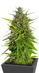 Original Moby Dick Auto fem (FastBuds) семена конопли