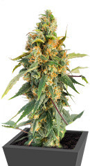 Blue Acid Auto fem (Kalashnikov Seeds)