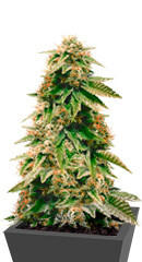 Gorilla Breath fem (Humboldt Seeds)