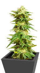 Hero Cookies fem (AlphaFem Seeds)