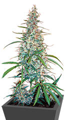 Silver Haze #9 fem (Sensi Seeds)