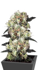 Snow Bud fem (Dutch Passion)