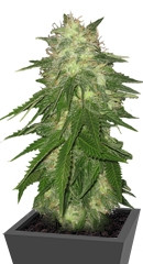 Super Hash fem (Pyramid Seeds)