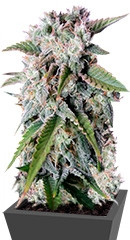 Tangie'matic auto fem семена конопли