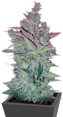 Vertigo Auto fem (Paradise Seeds)