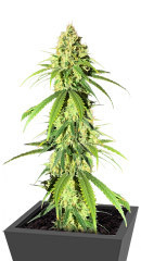 Vitality fem (AlphaFem Seeds) семена конопли