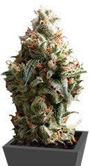 Auto Super Hash fem (Pyramid Seeds) семена конопли