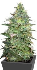 Blueberry Berry fem (Bulk Seed Bank)