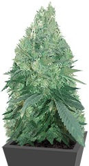 Bud Bud Bling Tingz fem (Dr. Krippling Seeds)
