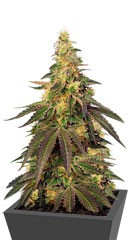 Cream Caramel CBD fem (Sweet Seeds)