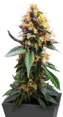 Jack Herer fem (Seedkeepers)