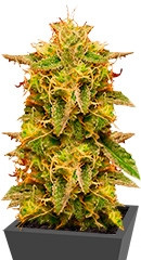 Royal Domina fem (RQS)