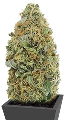 Auto Torpedo fem (VIP seeds)