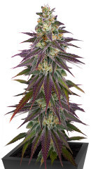 Lemon Mandarin fem (FastBuds)