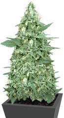 Mong-U-Mental fem (Dr. Krippling Seeds) семена конопли