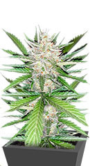 Pineapple Glue fem (Advanced Seeds)