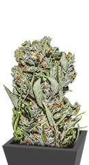 White Critical Express fem (Kalashnikov Seeds)