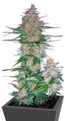 60 Day Wonder - Autoflower fem (DNA Genetics)