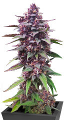 Diablo Rojo XL Auto fem (Sweet Seeds)