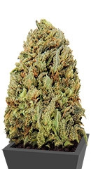 Fast & Vast Auto fem (Heavyweight Seeds)