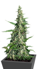 Pandora Auto fem (Paradise Seeds)