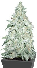 Pickled Diesel Auto fem (Dr. Krippling Seeds)