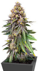 Sour Diesel x OG Kush fem (Seedkeepers)