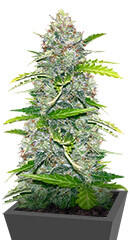 Blue Dream Autoflower fem (Seedkeepers) семена конопли