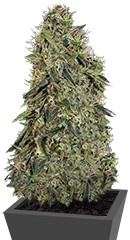 Grape Ape fem (Barney's Farm)