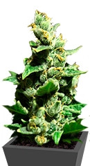 Green-O-Matic auto fem семена конопли